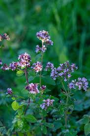 Attēlu rezultāti vaicājumam “Origanum vulgare flower”