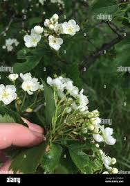Attēlu rezultāti vaicājumam “Crataegus macracantha flower”