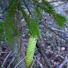 Attēlu rezultāti vaicājumam “Picea abies leaf”