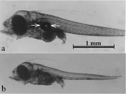 Image result for Centropomus parallelus