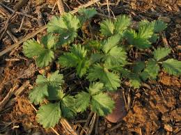 Attēlu rezultāti vaicājumam “Potentilla norvegica leaf”