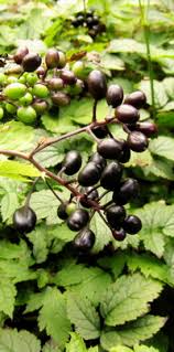 Attēlu rezultāti vaicājumam “Actaea spicata fruit”