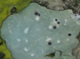 Attēlu rezultāti vaicājumam “Vouauxiomyces santessonii”