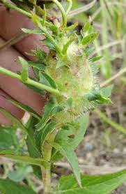 Attēlu rezultāti vaicājumam “Hieracium vulgatum bud”