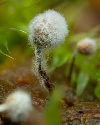 Attēlu rezultāti vaicājumam “Bactridium flavum”