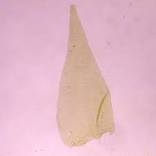 Attēlu rezultāti vaicājumam “Breidleria pratensis”