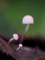 Attēlu rezultāti vaicājumam “Collaria rubens”