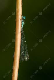 Attēlu rezultāti vaicājumam “Ischnura pumilio”
