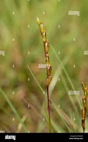 Attēlu rezultāti vaicājumam “Drosera anglica fruit”