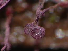 Attēlu rezultāti vaicājumam “Cribraria purpurea macro”