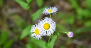 Attēlu rezultāti vaicājumam “Erigeron annuus flower”