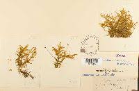 Attēlu rezultāti vaicājumam “Pleurozium schreberi sporophyte”