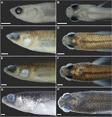 Attēlu rezultāti vaicājumam “Colloderma oculatum sessile”
