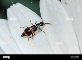 Attēlu rezultāti vaicājumam “Anthocomus fasciatus”