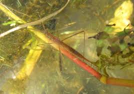 Attēlu rezultāti vaicājumam “Ranatra linearis”