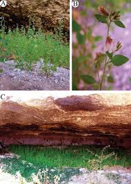 Attēlu rezultāti vaicājumam “Microrrhinum minus leaf”