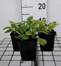 Attēlu rezultāti vaicājumam “Pulmonaria angustifolia leaf”