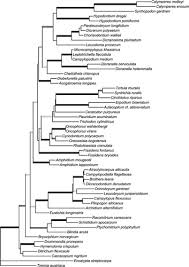 Attēlu rezultāti vaicājumam “Encalypta streptocarpa sporophyte”