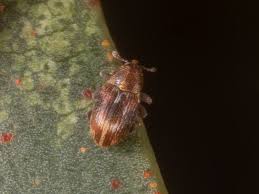 Image result for Coleoptera Curculionoidea