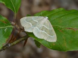 Attēlu rezultāti vaicājumam “Hylaea fasciaria”