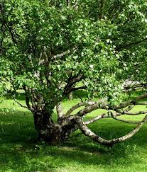 Attēlu rezultāti vaicājumam “Betula pendula var. carelica”