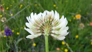 Attēlu rezultāti vaicājumam “Trifolium hybridum flower”