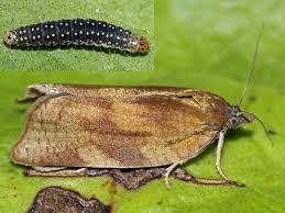 Attēlu rezultāti vaicājumam “Aphelia viburniana”