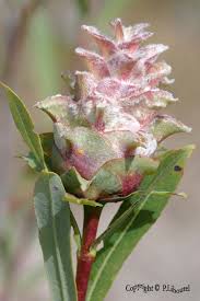 Attēlu rezultāti vaicājumam “Rhabdophaga rosaria”