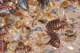 Image result for bed bugs