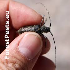 Attēlu rezultāti vaicājumam “Monochamus sutor”