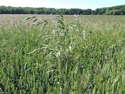 Attēlu rezultāti vaicājumam “Bromus secalinus”