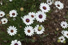 Image result for Dimorphotheca pluvialis