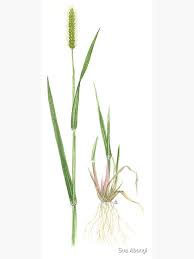 Attēlu rezultāti vaicājumam “Setaria glauca”