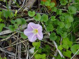Attēlu rezultāti vaicājumam “Calystegia inflata flower”