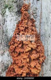 Attēlu rezultāti vaicājumam “Pycnoporellus alboluteus”