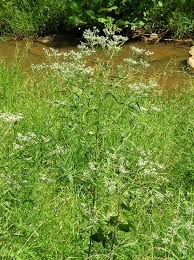 Attēlu rezultāti vaicājumam “Enteridium corticatum”