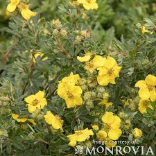 Attēlu rezultāti vaicājumam “Pentaphylloides fruticosa”