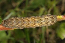 Attēlu rezultāti vaicājumam “Xestia baja”