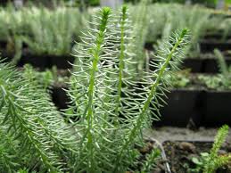 Attēlu rezultāti vaicājumam “Hippuris vulgaris”