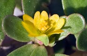 Attēlu rezultāti vaicājumam “Portulaca oleracea”