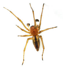 Attēlu rezultāti vaicājumam “Cheiracanthium sp.”