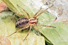 Attēlu rezultāti vaicājumam “Agelena labyrinthica”
