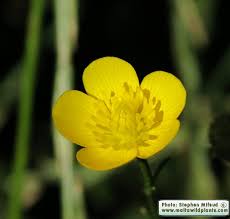 Attēlu rezultāti vaicājumam “Ranunculus bulbosus flower”