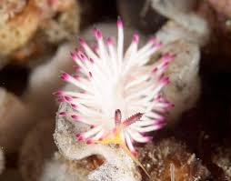 Attēlu rezultāti vaicājumam “Bulbochaete mirabilis”