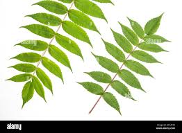 Attēlu rezultāti vaicājumam “Juglans cinerea leaf”