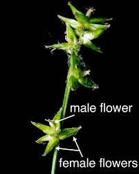 Attēlu rezultāti vaicājumam “Carex viridula flower”