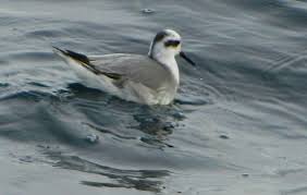 Attēlu rezultāti vaicājumam “Phalaropus fulicarius adult”