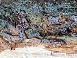 Attēlu rezultāti vaicājumam “Reticularia lobata young”