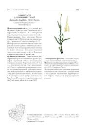 Attēlu rezultāti vaicājumam “Anomodon longifolius”