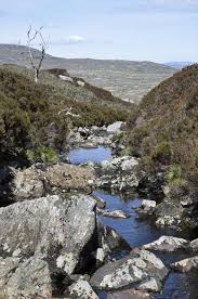 Attēlu rezultāti vaicājumam “Chaetophora pisiformis”